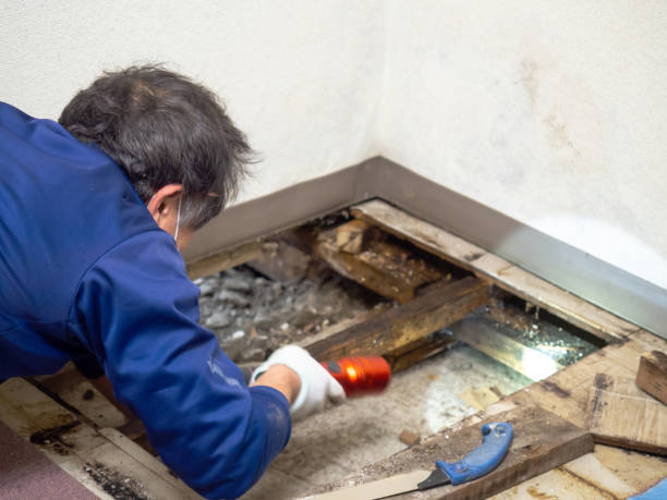 Best Mold Remediation  in Bethel, OH