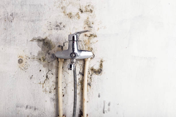 Best Toxic Mold Removal  in Bethel, OH