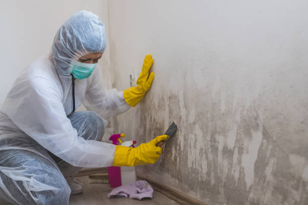 Best Black Mold Removal  in Bethel, OH