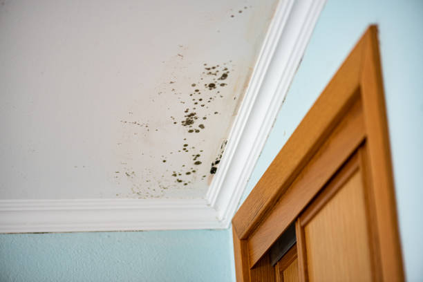 Best Professional Mold Removal  in Bethel, OH