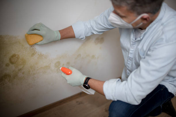Best Mold Removal Specialists  in Bethel, OH