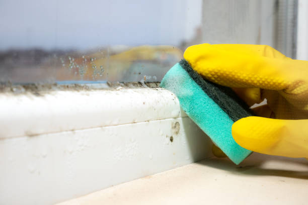 Best Fast Mold Removal  in Bethel, OH
