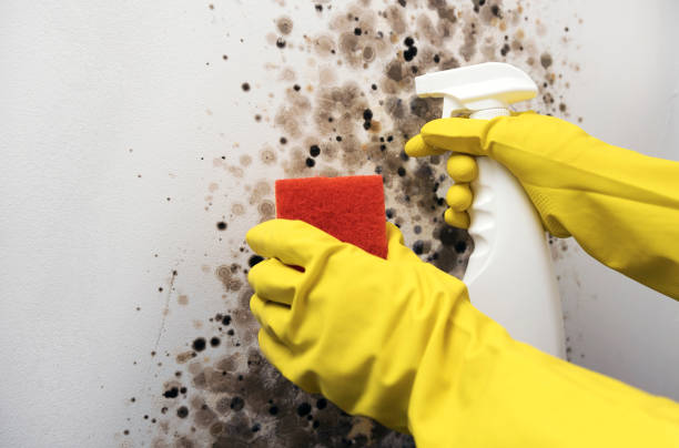 Best Crawl Space Mold Removal  in Bethel, OH